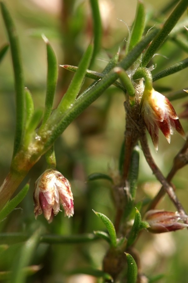 Laxmannia orientalis